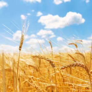 Veranstaltungstechnik für Gars